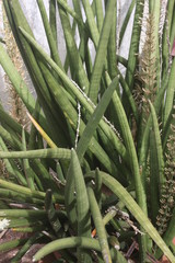 African spear sansevieria 'Sansevieria cylindrica var. Patula'
