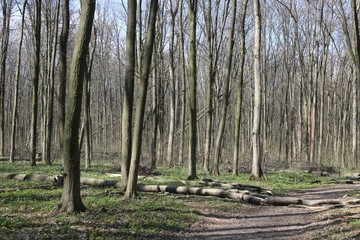  A broken tree is in the spring forest