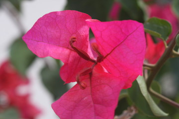 magenta red pink bougainvillea flowers 