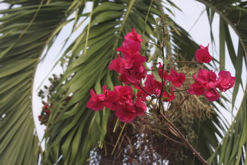 Fototapeta na wymiar magenta red pink bougainvillea flowers 