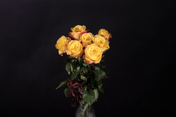 Gelber Rosenstrauß vor schwarzem Hintergrund
