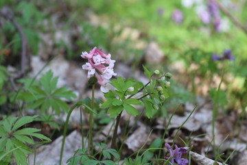  Corydalis primroses bloomed in the spring forest. Lilac flowers are beautiful on a sunny day.