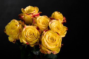 Gelbe Rosen vor schwarzem Hintergrund
