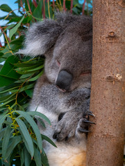 Southern Koala sleeping in a eucalyptus tree gripping on to the tree trunk with its sharp claws. Cute grey koala bear resting in a tree after eating eucalyptus leaves. 