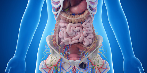 3d rendered medically accurate illustration of the abdominal organs - obrazy, fototapety, plakaty