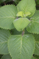 green uban oregano new leaves