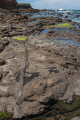 Petrified trees in rocks. Coast South Island. New Zealand