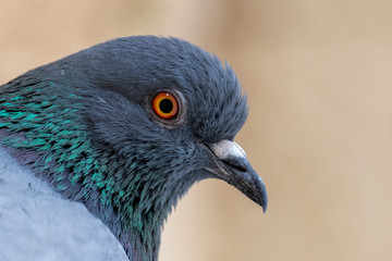 pigeon