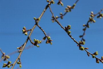 The buds appeared on the trees and look beautiful against the blue sky