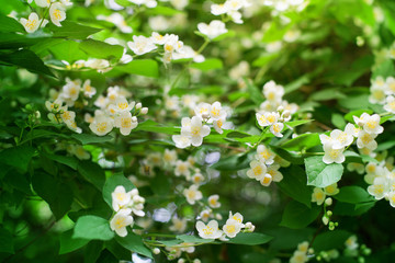 White jasmine flowers blossom on green leaves blurred background closeup, delicate jasmin flower blooming branch macro, spring floral bunch, beautiful springtime orchard nature, summer garden in bloom