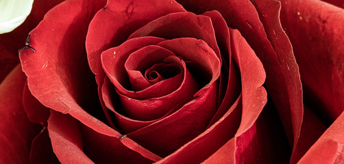 red rose