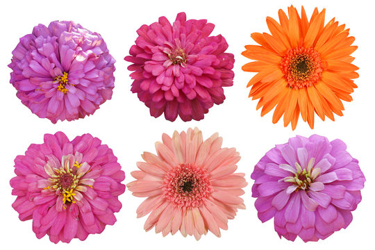 Flowers Isolated on White background  with clipping path. There are red, pink, yellow and orange gerbera.