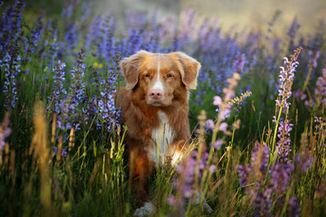 Dog in lilac flowers. Nova Scotia Duck Tolling Retriever in the outdoors. Portrait of a pet.