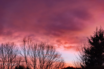 sunset in the forest