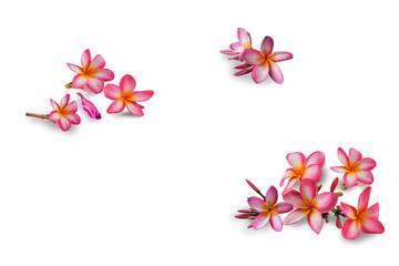 Fototapeta premium Flowers Isolated on White Background. There are Pink Frangipani. 