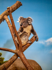 Southern Koala sat in tree resting after eating eucalyptus leaves. Beautiful grey koala bear up in tree with cute fluffy ears. © steve