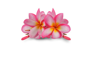 Flowers Isolated on White Background. There are  Pink Frangipani.  