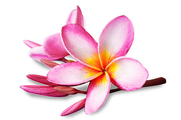 Obraz na płótnie Canvas Flowers Isolated on White Background. There are Pink Frangipani. 