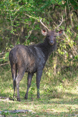 Sambar deer in the forest