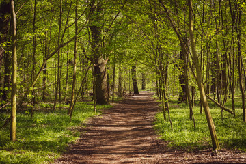 Fototapeta premium Path in a spring Forest, fresh green in Spring forest, fresh wild garlic in forest