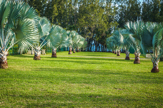 Latania loddigesii or commonly known as Blue Latan palm trees on a grass field with filao trees in the background