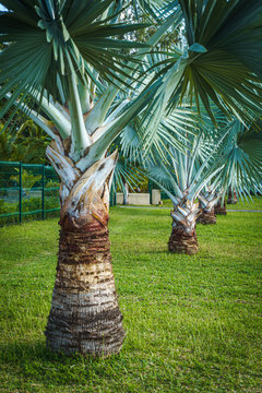 Latania loddigesii or commonly known as Blue Latan palm trees on a lawn bordered by a metallic fence