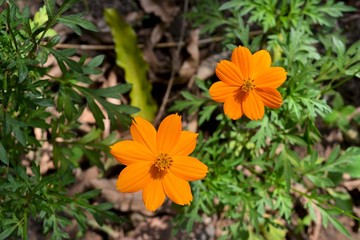 Couple orange Kenikir Flower