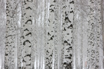 landscape background with a view of birch trees in winter forest