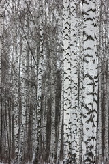 landscape background with a view of birch trees in winter forest