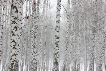 winter scene with birches during a snowstorm