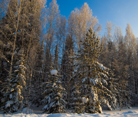 snow forest against a blue sky at sunset of a Sunny day