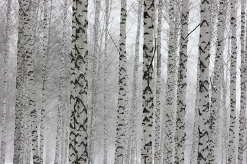 landscape background with a view of birch trees in winter forest