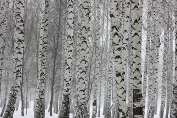 Obraz premium landscape background with a view of birch trees in winter forest