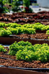 Solutions for the growing. Watering garden equipment. Sprinkler hose for irrigation plants. Sprayer water on the vegetables. Green Lettuce salad growing on farm. Vertical shot