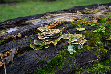 Fototapeta na wymiar Pilze auf einem abgestorbenen Baumstamm