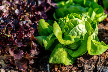 The natural choice. Close up of Red Coral Lettuce salad and green cabbage growing on hydroponic farm. Vegetables produce in the garden. Healthy food, agriculture business concept. Horizontal shot