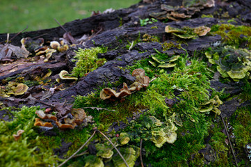 Pilze auf einem abgestorbenen Baumstamm