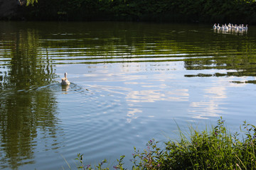 photo of a goose.a bird is floating on the lake.time of year summer, day.sunny weather . in the pond the reflection of the trees and grass.beautiful scenery.