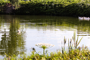 Obraz premium photo of a goose.a bird is floating on the lake.time of year summer, day.sunny weather . in the pond the reflection of the trees and grass.beautiful scenery.