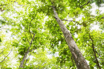 Low angle view of Teakwood tree branch and leaf as background beautiful