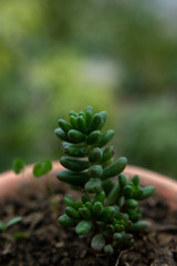 pine cone on a branch