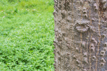 The trunk of the Bombax ceiba tree in the forest with blurred background 