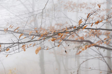 Misty autumn forest. Foggy forest in the autumn. Cold, mystic atmosphere. Leaves detail. 