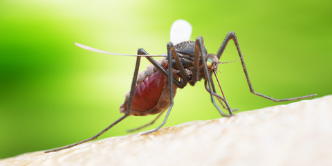 3d rendered illustration of a mosquito on human skin