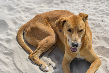 Stray dog relaxing on the sand of a beach on a sunny day.