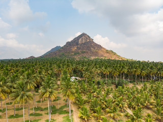 Aerial view of coconut farm with dramatic mountain and clouded blue sky in the background.different size of coconut trees in the same farm
