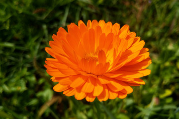 Flower of beautiful calendula in the garden.