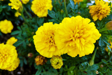 Yellow aster flowers in the garden as background. Marigold.
