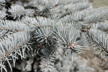 Naklejka na ściany i meble Blue Spruce, Picea pungens branch on the background of blurred other branches.