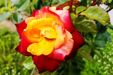 red and yellow roses in the garden. Spring.